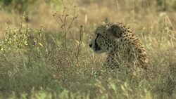 A cheetah sits in long grass and yawns. Stock Footage