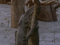 MCU Tilt up, Water Monitor Lizards fighting, pushing each other to ground, India Stock Footage