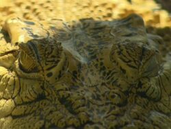 Close up of crocodile blinking in shade, Australia Stock Footage