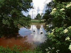 HD: Pollution - Contaminated lake Stock Footage