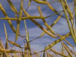 Oil Seed. Loopable HD. Stock Footage