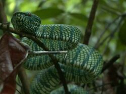 Wagler's pit viper (Tropidolaemus wagleri), Maliau Basin, Sabah, Borneo Stock Footage