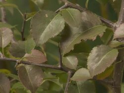 T/L wild pear (Pyrus sp.) leaf colour change, United Kingdom Stock Footage