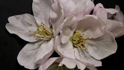 bud flower nature Stock Footage