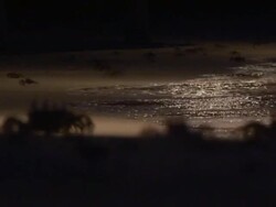 HD: Crab invasion Stock Footage