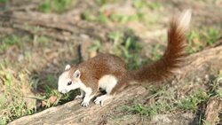 Asia squirrel eating bread Stock Footage