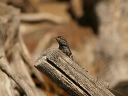 western fence lizard (Sceloporus occidentalis) with personality Stock Footage