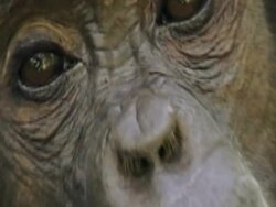 ECU, ZO, Chimpanzee's (Pan troglodytes) face, Gombe Stream National Park, Tanzania Stock Footage