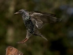 Common Starling, sturnus vulgaris, Adult landing on Branch,  Slow motion Stock Footage