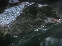 Crocodile,  Alligator. Stock Footage