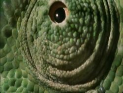 CU Flapnecked Chameleon, Chamaeleo dilepis, eye looking, Botswana, Africa Stock Footage