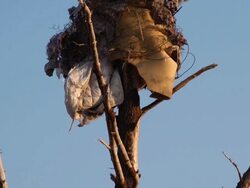 Tornado Damage Mattress in tree Stock Footage