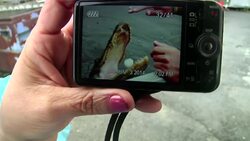 Authorities have ordered swamp boat tour operators in the South Louisiana community of Jefferson Parish to stop feeding alligators after video of a tour guide doing so went viral. (June 13) News Clip
