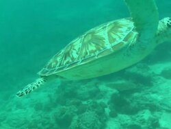 Green turtle, clears frame . Borneo, Malaysia, Southeast Asia Stock Footage