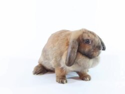 Rabbit Stock Footage