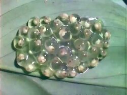 Red-eyed tree Frog (Agalychnis callidryas), frog's egg developing on leaf, close up, time lapse Stock Footage