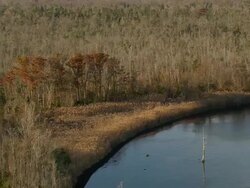   WS AERIAL View of Bull Neck Swamp Research Forest / North Carolina, United States Stock Footage