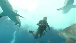 Reef sharks interact with scuba divers. Stock Footage