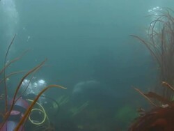 Grey Seal and Scuba Divers Stock Footage