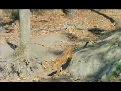 Leopard (Panthera pardus) comes to pool to drink, Nagarahole, Southern India Stock Footage