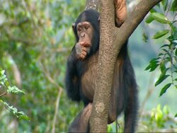 MS Chimpanzee sitting in high tree - eating and licking fingers Stock Footage