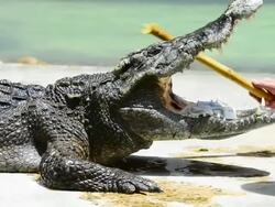 Crocodile Stock Footage
