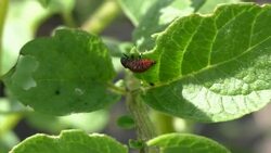Potato beetle Stock Footage