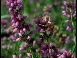 Crab Spider (Thomisus) on Flowers, England Stock Footage