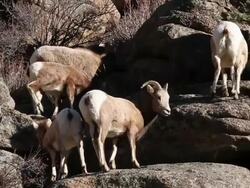 MS PAN TU Shot of bighorn ewes and lambs moving on rock ledge / Estes Park, Colorado, United States Stock Footage
