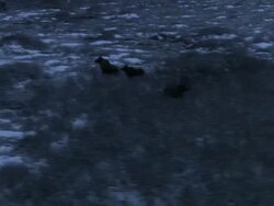 Wide Shot aerial push-in tracking-left - Moose trot across Alaska's snowy tundra. / Alaska, USA Stock Footage