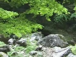 Rocks in Japanese Mountain Forest Stock Footage