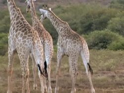 MS TU Shot of Three giraffe walking away / South Africa Stock Footage