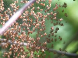 Tiny spiders Stock Footage
