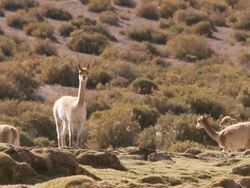 MS Shot of Vicunia, Vicugna on altiplano in Andes mountains / San Pedro de Atacama, Norte Grande, Chile Stock Footage