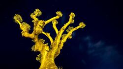 Night view of single olive tree bonsai tree moving clouds milkyway and stars Stock Footage