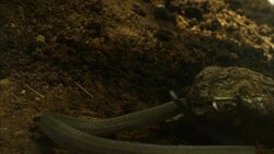 A bullfrog gulps a small snake. Stock Footage
