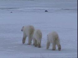 Polar bear (Ursus maritimus) adult and two old cubs crossing ice Stock Footage