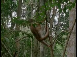 MS Juvenile White-fronted capuchin clambering through branches, foraging, South America Stock Footage