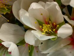 Pink Almond Flower Blooming in macro shot Stock Footage