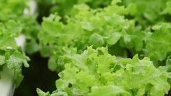 HD: Hydroponic vegetable Stock Footage