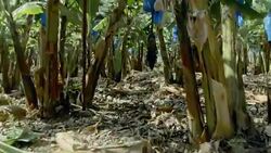 Banana plantation. Burgeon on the tree Stock Footage