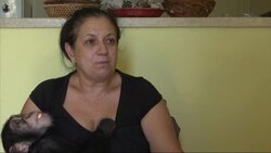 Biologist raises two chimps in Havana flat News Clip
