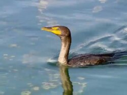 CU R/F Shot of Duck swimming in river / Los Angeles, California, United States Stock Footage