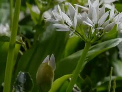T/L Wild Garlic (Allium ursinum) flowering, United Kingdom, MS Stock Footage