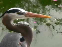 Blue Heron Closeup Stock Footage