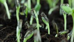 Sunflower seed plant germinating growing in soil Stock Footage