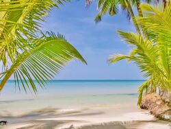 Palm bush gate to sea Stock Footage