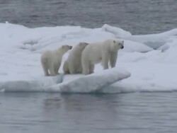Polar Bear Family Stranded on Melting Ice Cap News Clip