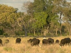 MS PAN Shot of buffalo herd grazing in tall grass / Okavango Delta, North-West District, Botswana Stock Footage
