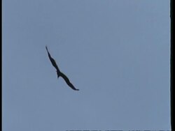 WA Low angle, Vulture circling in sky, South America Stock Footage